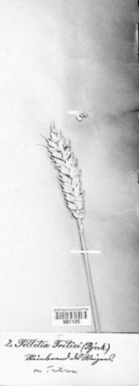 Ustilago tritici image